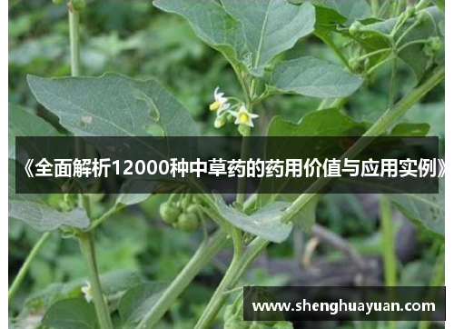 《全面解析12000种中草药的药用价值与应用实例》